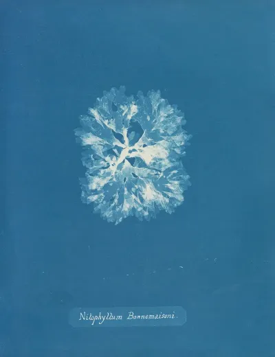 Nitophyllum Bonnemaisoni