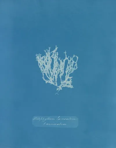 Nitophyllum Laceratum S Uncinatum