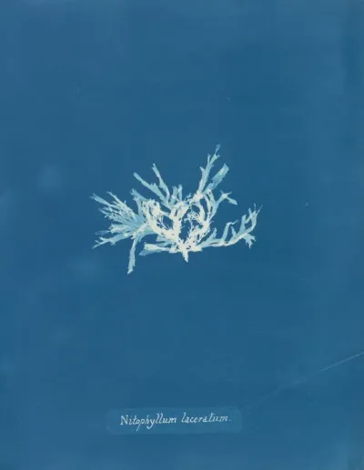 Nitophyllum Laceratum