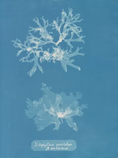 Nitophyllum Punctatum S Ocellatum
