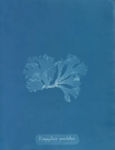Nitophyllum Punctatum
