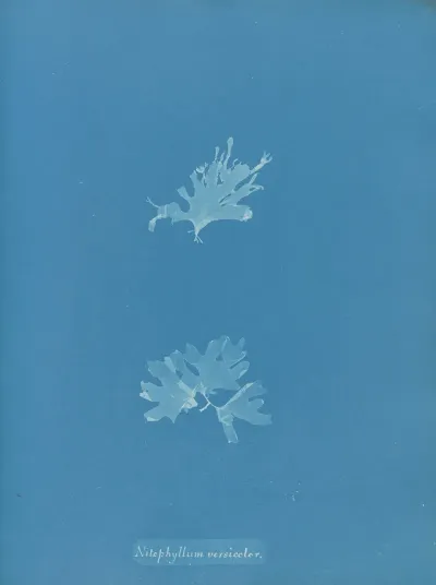 Nitophyllum Versicolor