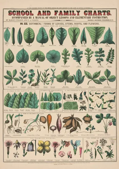 No Xix Botanical