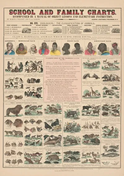 No Xvi Zoological