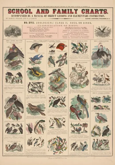 No Xvii Zoological