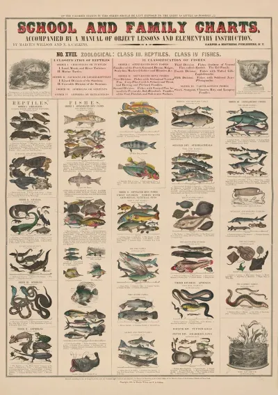 No Xviii Zoological