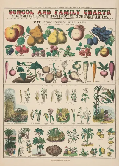 No Xxi Botany 2