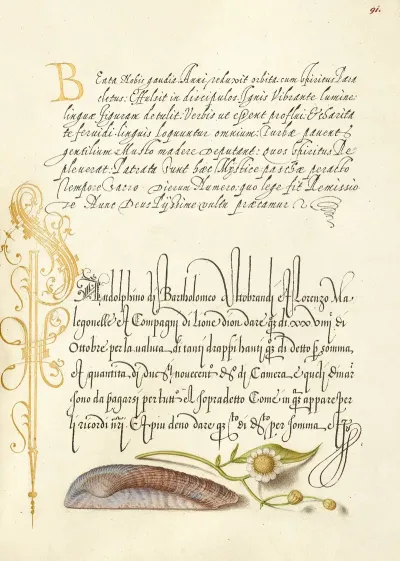 Noahs Ark Shell And Sneezewort