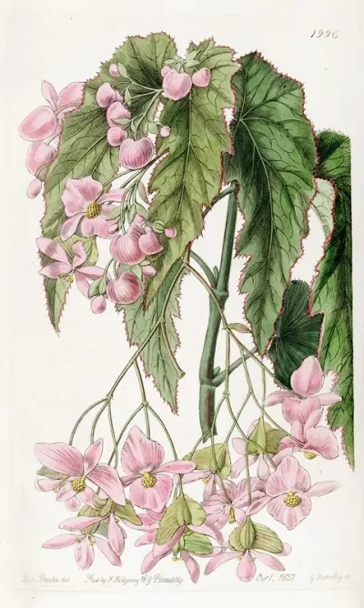 Noble Flowered Begonia
