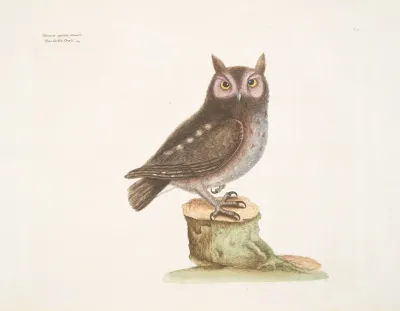 Noctua Aurita Minor The Little Owl