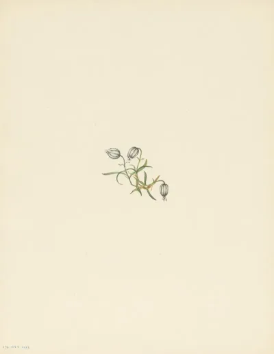 Nodding Campion Lychnis Apetala 3