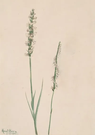 Nodding Ladies Tresses Ibidium Cernum