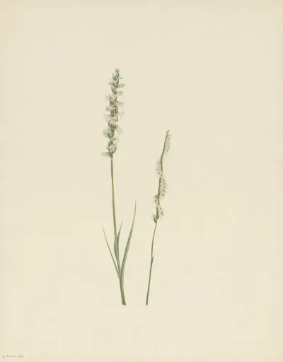 Nodding Ladies Tresses Ibidium Cernuum