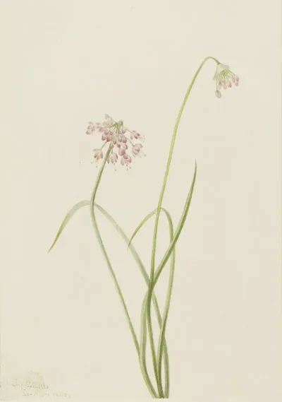 Nodding Onion Allium Cernuum 2