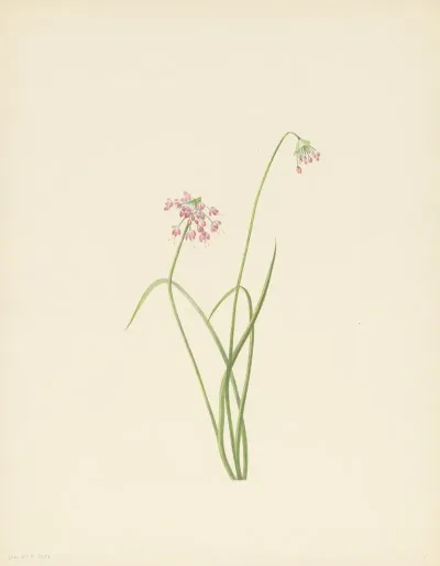 Nodding Onion Allium Cernuum 3