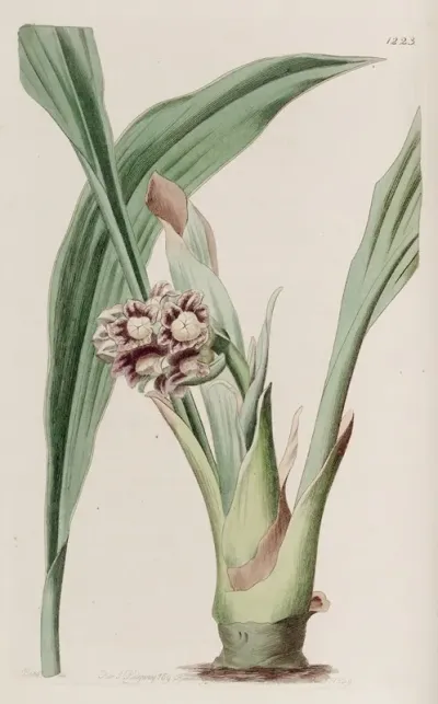 Nodding Tupistra