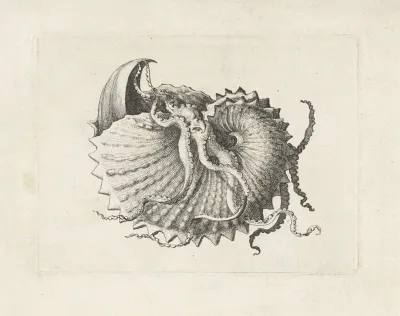 Nodose Paper Nautilus Argonauta Nodosa