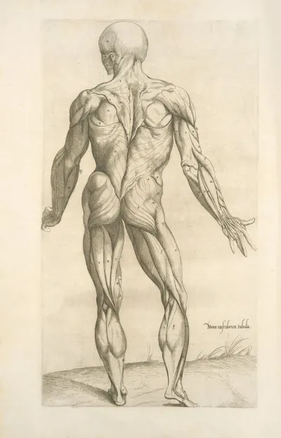 Nona Musculorum Tabula Rear View Of The Body Muscles