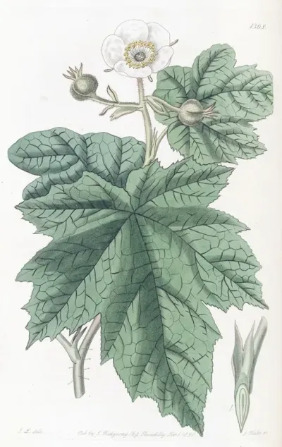 Nootka Raspberry