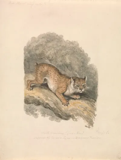 North American Lynx