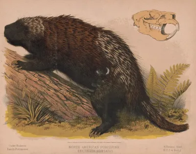 North American Porcupine Erethizon Dorsatus