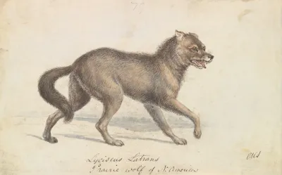North American Prairie Wolf