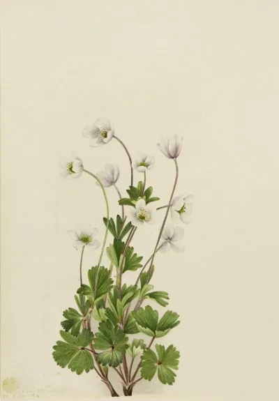 Northern Anemone Anemone Parviflora 2