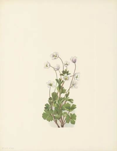 Northern Anemone Anemone Parviflora 3