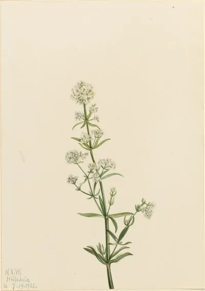 Northern Bedstraw Galium Boreale 2