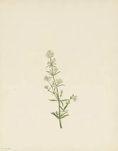 Northern Bedstraw Galium Boreale 3