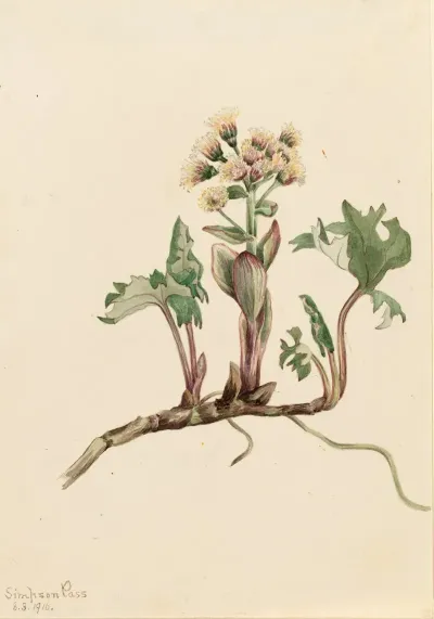 Northern Butterbur Petasites Hyperboreus 2