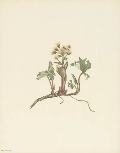 Northern Butterbur Petasites Hyperboreus 3