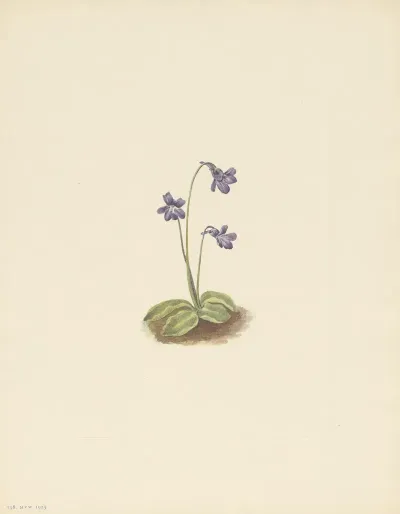 Northern Butterwort Pinguicula Vulgaris 3