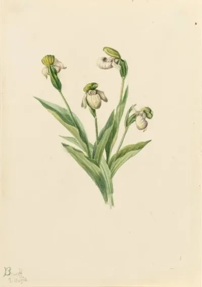 Northern Ladys Slipper Cypripedium Passerinum