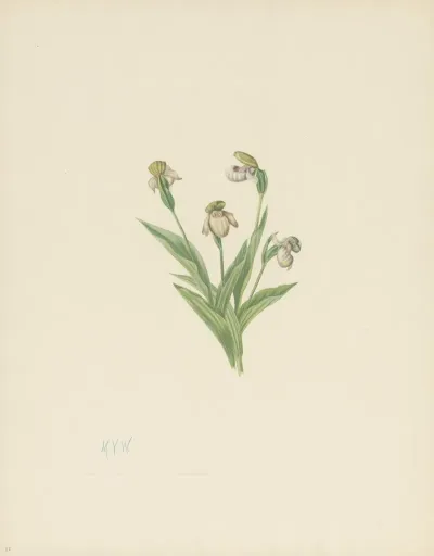 Northern Ladyslipper Cypripedium Passerinum 2