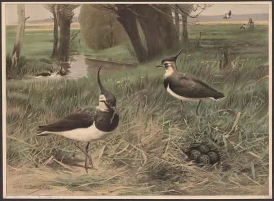 Northern Lapwing 2