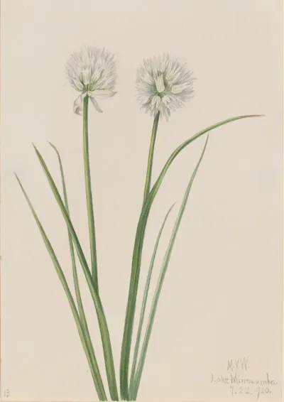 Northern Onion Allium Sibiricum