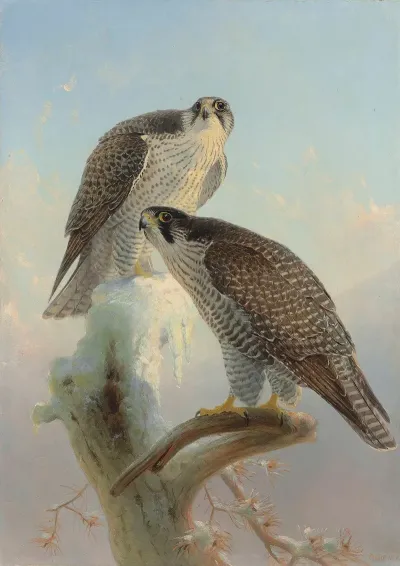 Norwegian Gyrfalcon