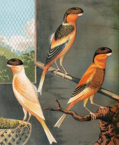 Norwich Canaries Dark Crested Buff Variegated Crested Buff And Yellow