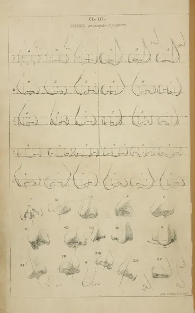 Noses Principle Of Proportion