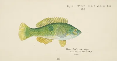 Notolabrus Celidotus Nz Wrasse 2