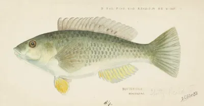 Notolabrus Celidotus Nz Wrasse