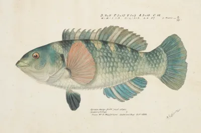 Notolabrus Fuscula Nz Wrasse