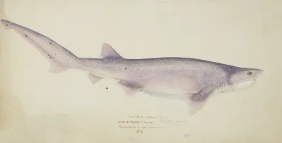 Notorynchus Cepedianus Nz Broadsnouted Seven Gill Shark