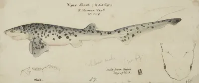 Notorynchus Cepedianus Tas Broad Seven Gill Shark