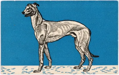 Nr 679 Windhund