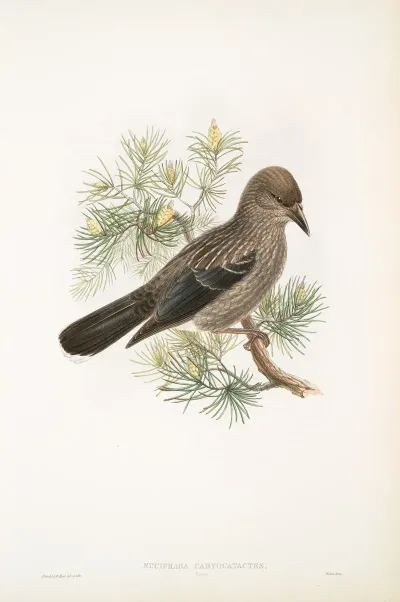 Nucifraga Caryocatactes Young Nutcracker