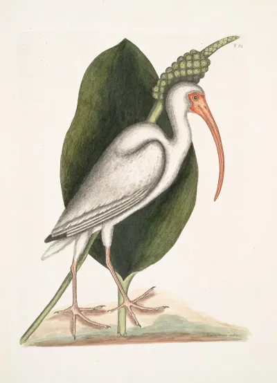 Numenius Albus The White Curlew
