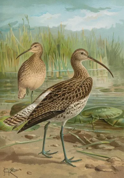 Numenius Arcuatus