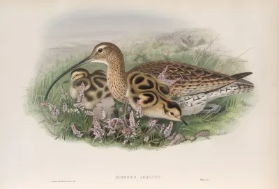 Numenius Arquata Curlew